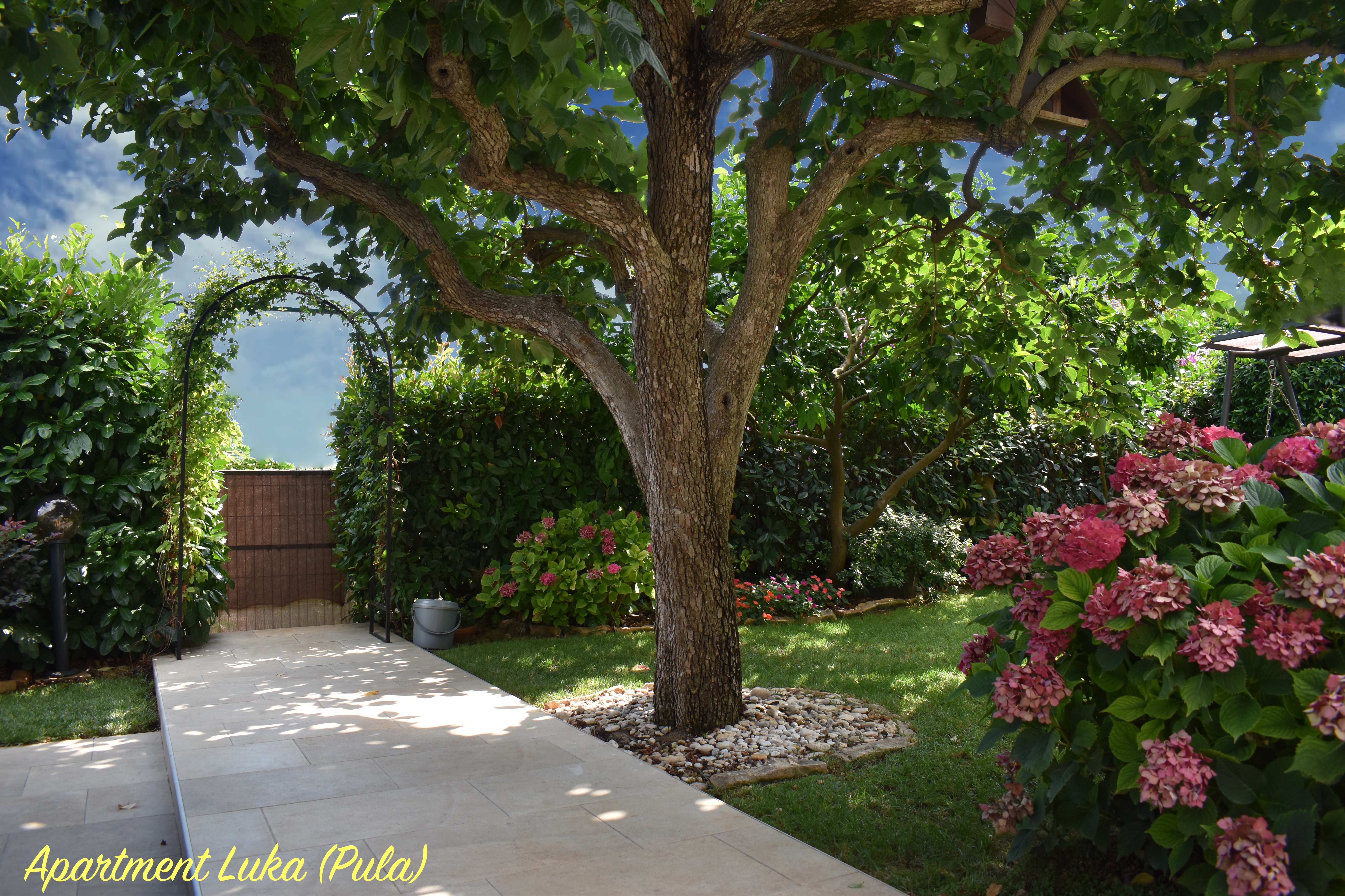 Japanese Persimmon tree does a great job of providing enough shade in hot summer days